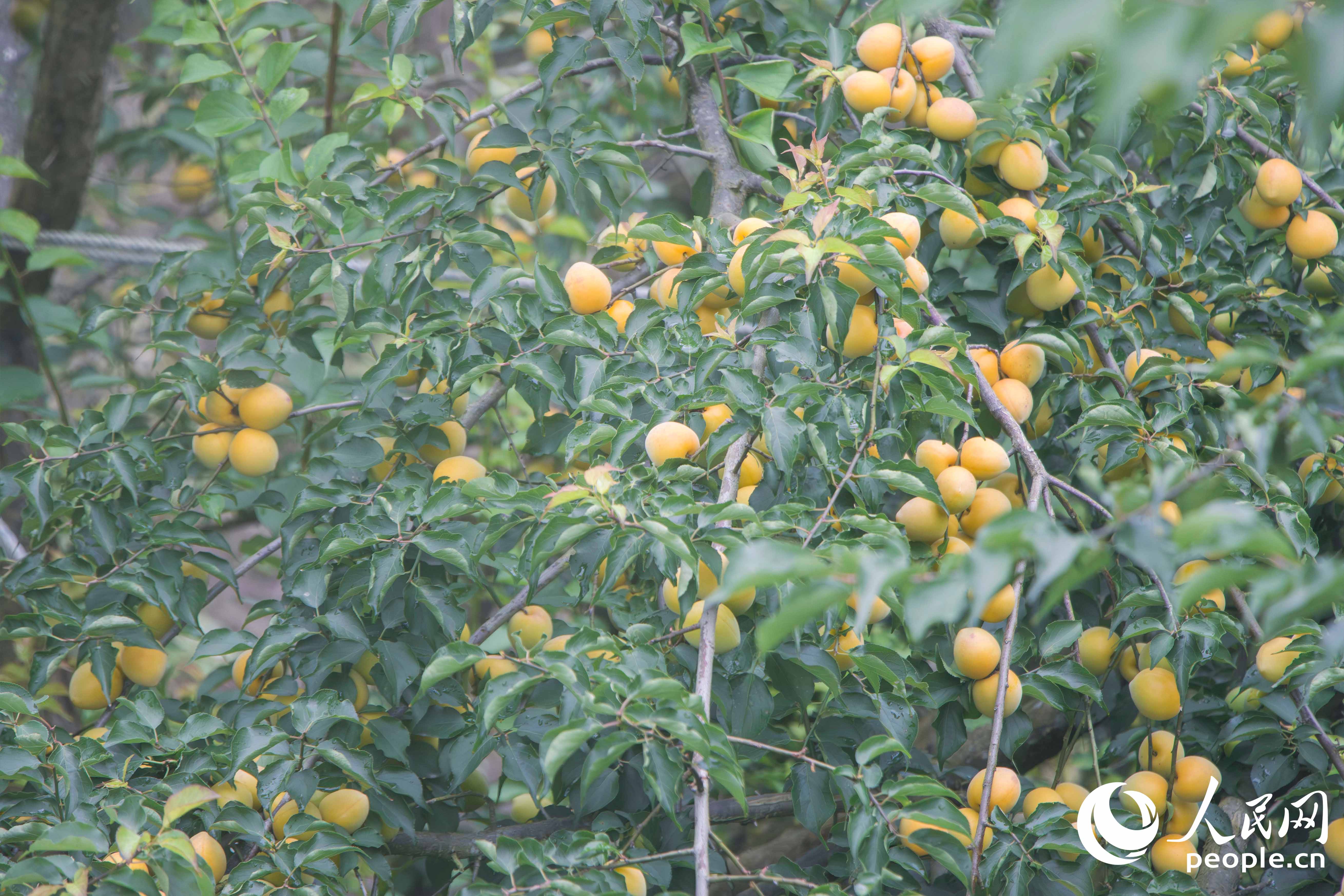 永泰全縣青梅種植面積達6.5萬畝，產量佔福州市95%以上。人民網 林銘賢攝