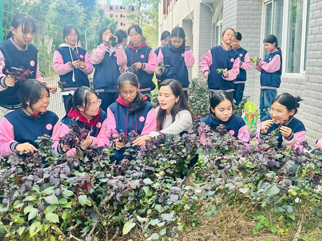 學校老師帶學生到中草藥種植基地識草藥、摘草藥