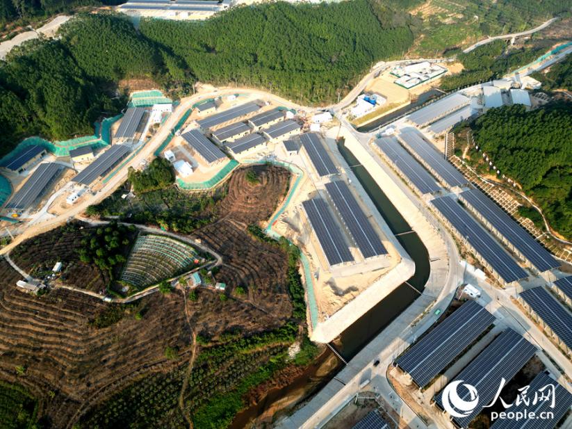 在詔安縣南方肉牛育肥場，一排排標准化牛舍整齊排列。人民網 蘇海森攝