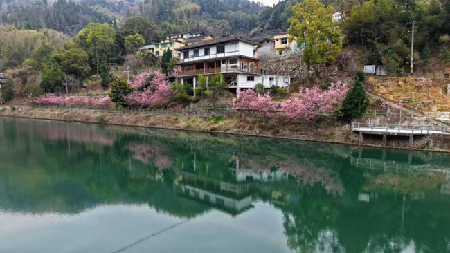 斜滩溪大溪头溪畔十里樱花，风景如画
