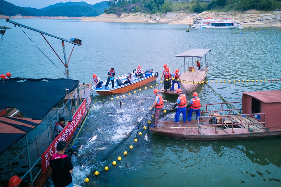 首届永定龙湖渔文化季现场，渔民合力收网，成群生态鱼跃出湖面。