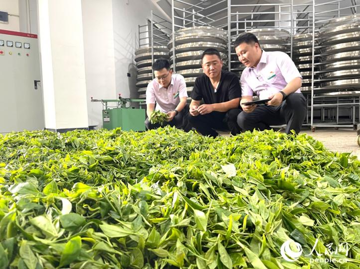 翁石岙（中）正在檢查剛收上來的茶青。人民網記者 陳藍燕攝