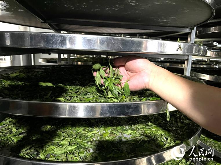 茶葉在萎凋室烘干。人民網記者 陳藍燕攝