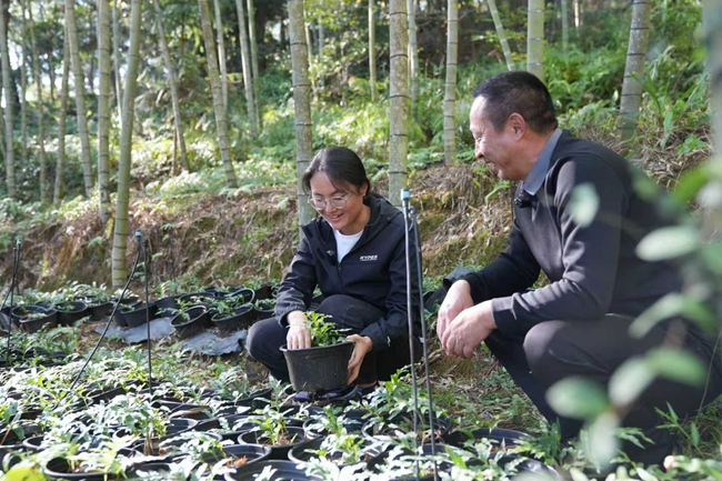 在白砂鎮骨碎補種植基地裡，和康公司技術人員正與村民交流骨碎補長勢，講解精細化管護要點。楊國鑫攝