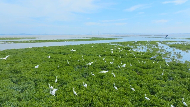 海灣煥發生機，濕地重歸綠意