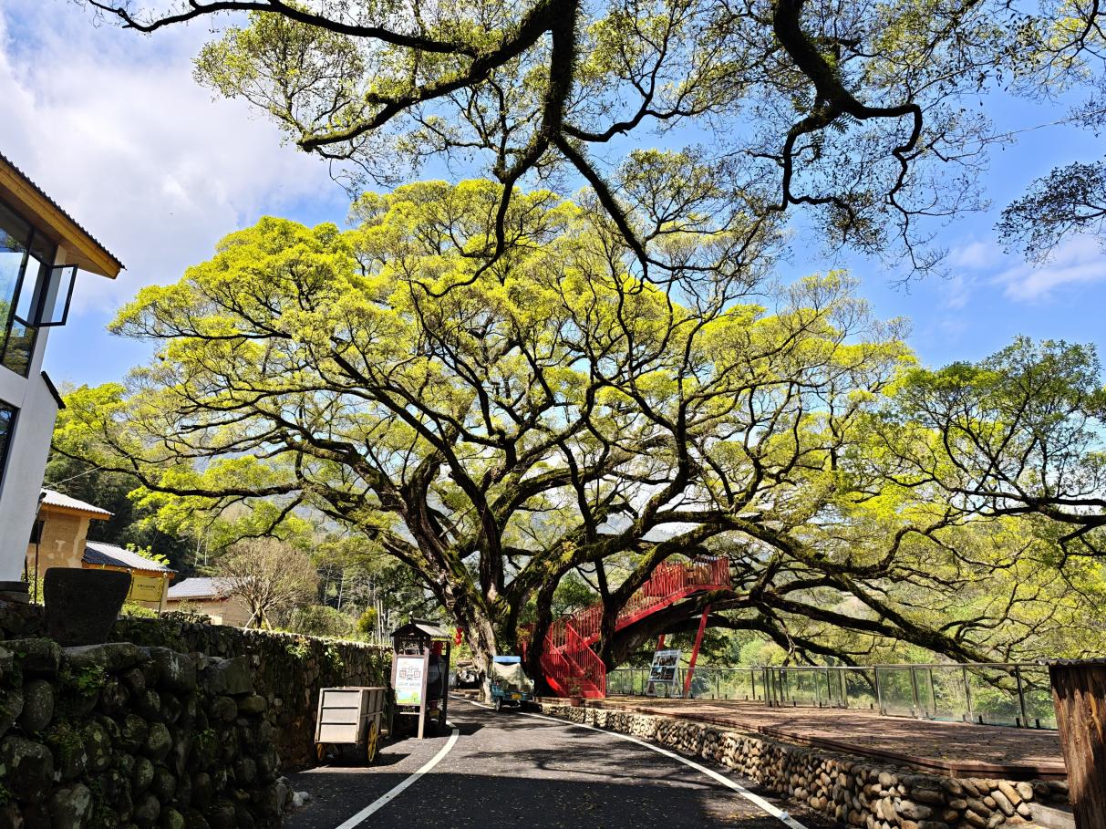 “十裡山河”片區內的林蔭道。徐淑婷攝