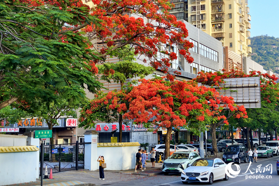 在思明区西林东路，盛开的凤凰花为街道带来浓浓夏意。人民网记者 陈博摄