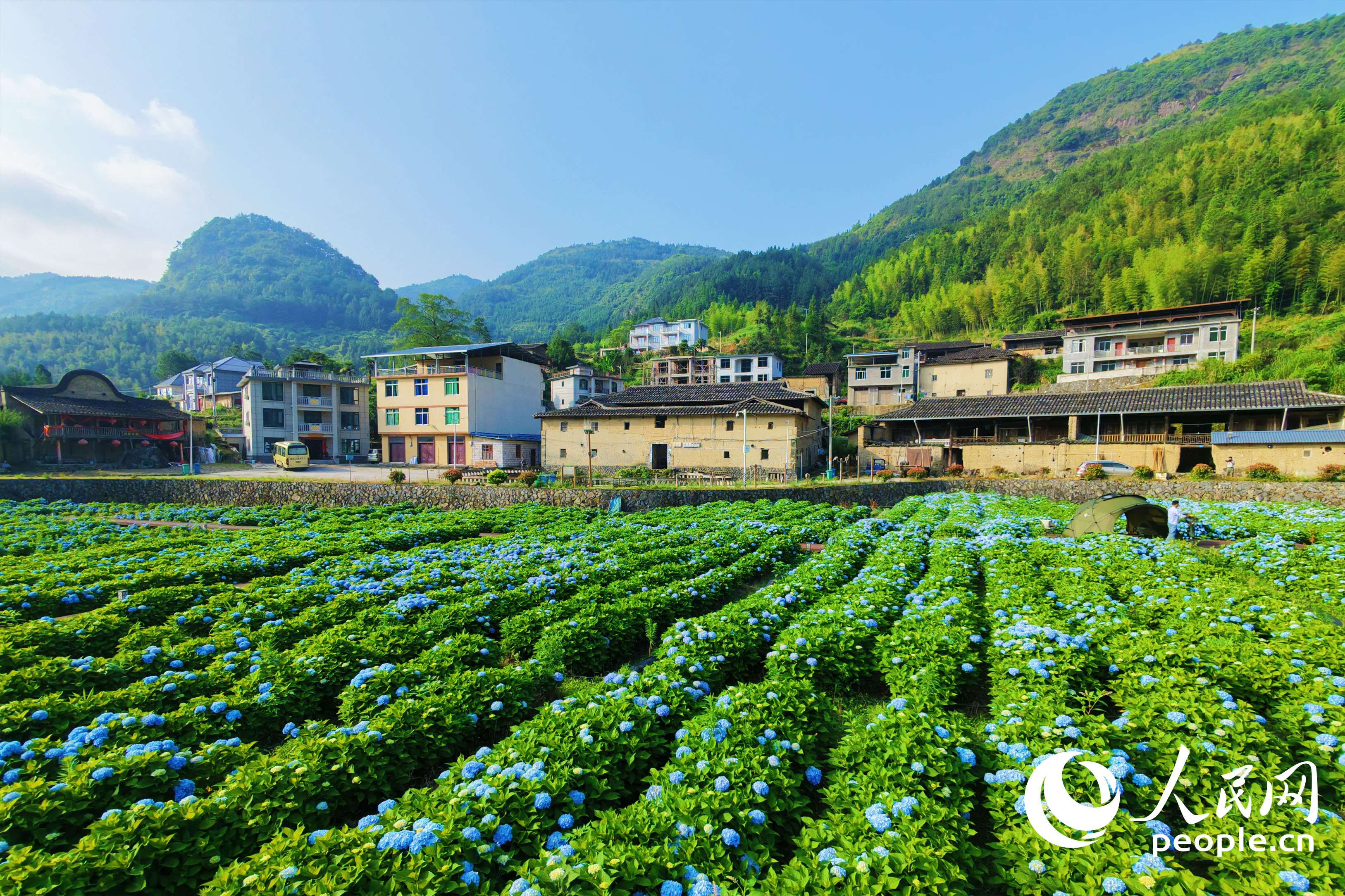 远山做衬，成片绣球花次第盛开。人民网 林铭贤摄