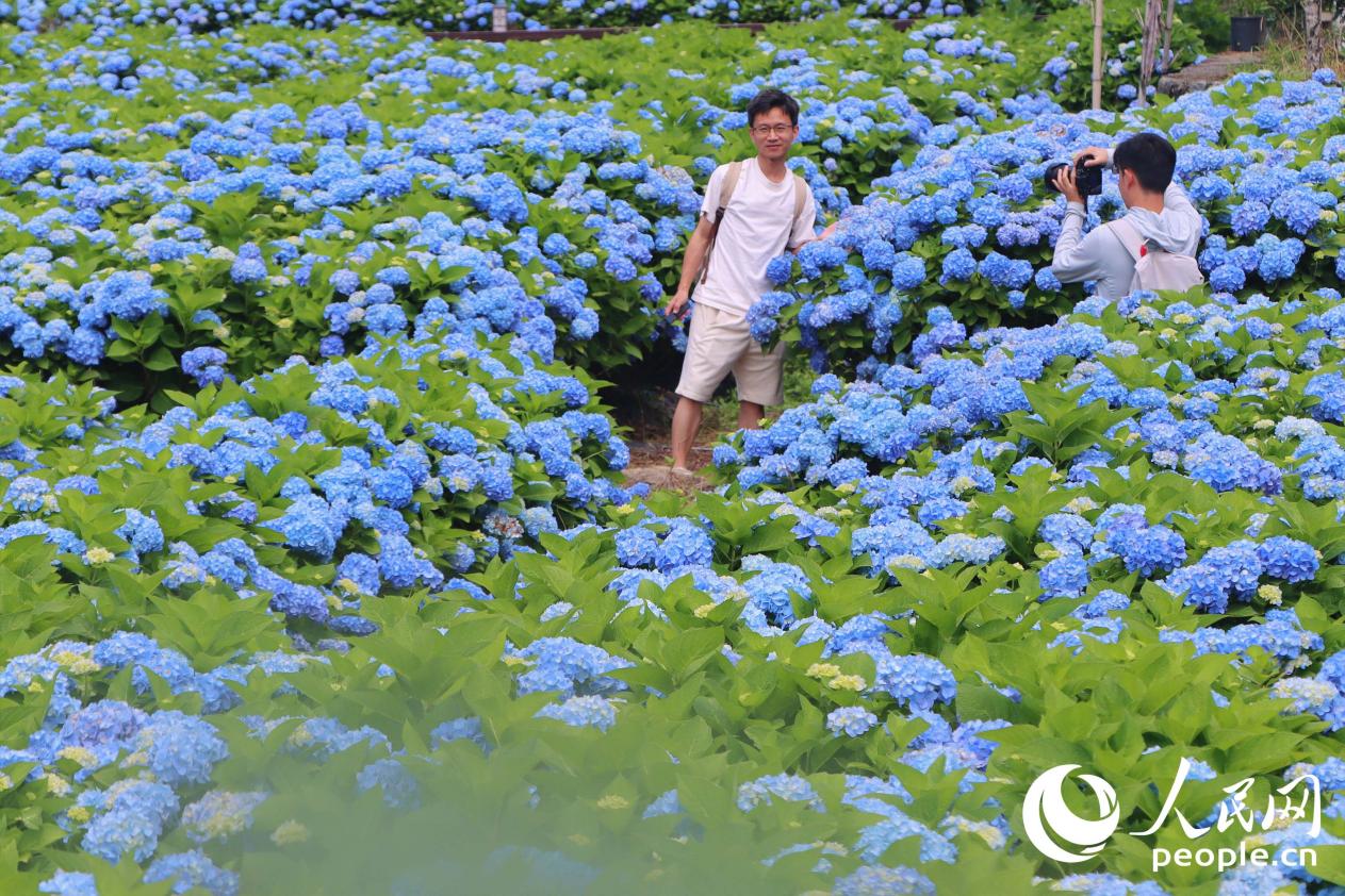 游人穿行花间，笑意盎然。人民网 林铭贤摄