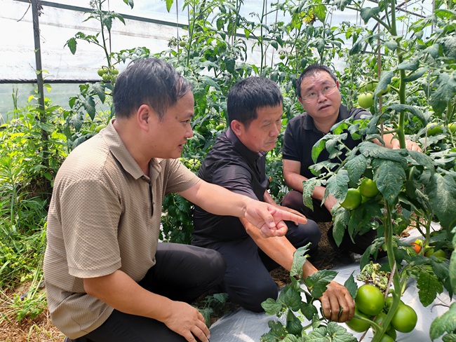 专家团队现场为种植户答疑解惑。明溪融媒体中心供图
