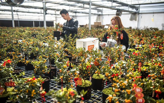 福建海峡花卉产业园里种植的金豆。陈志鹏摄