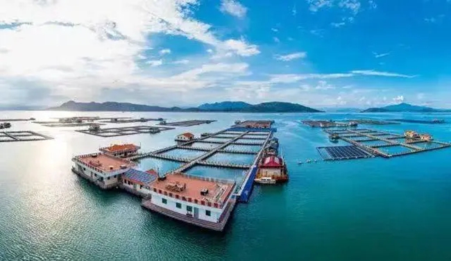 宁德三都澳，碧海蓝天与蓝黄相间的渔排构成一幅美丽画卷。王志凌摄
