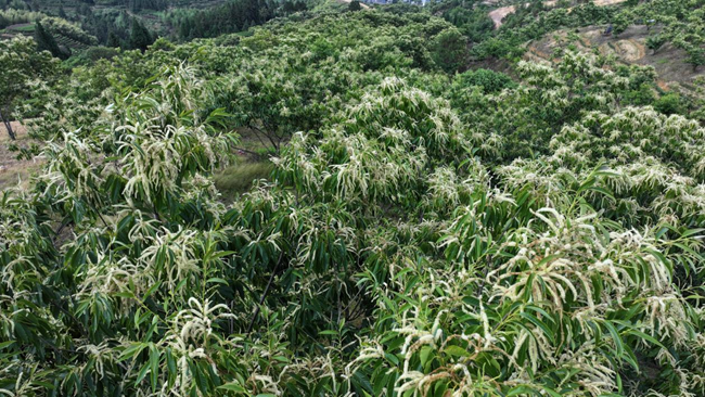 燕窠村锥栗花海。叶虎平摄