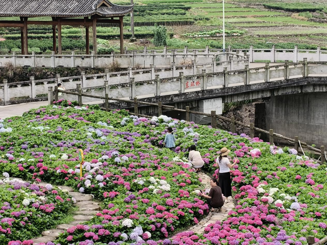 游客到东木洋赏花。吴春妹摄