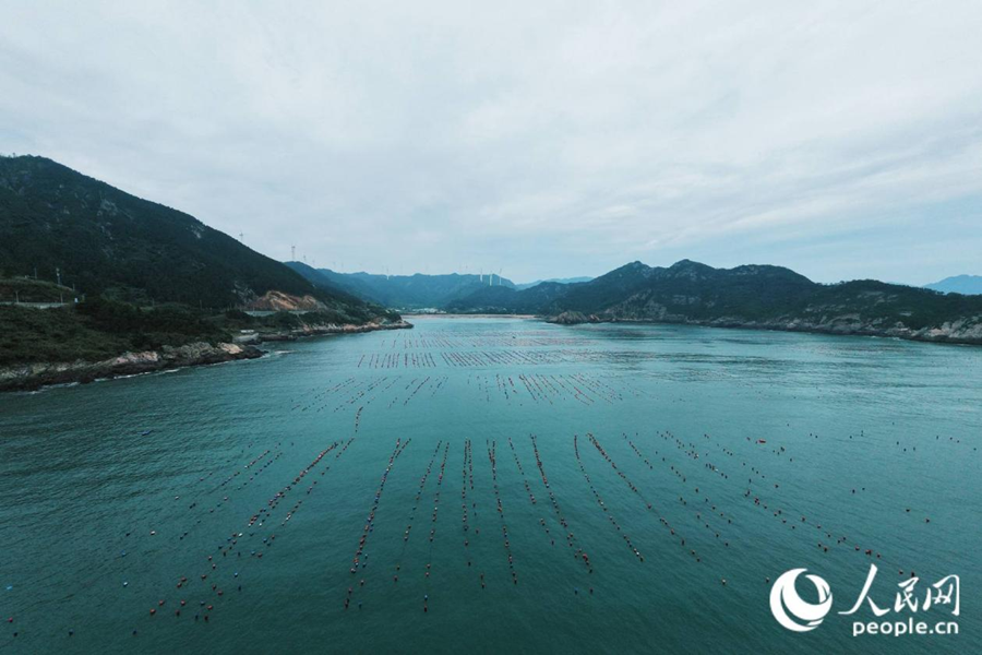 霞浦的海上养殖区成摄影热点题材。人民网 林铭贤摄