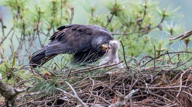 喂食