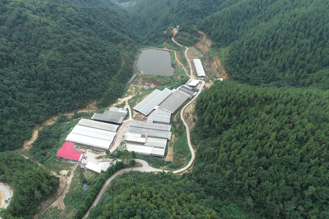 陈志强的养牛场