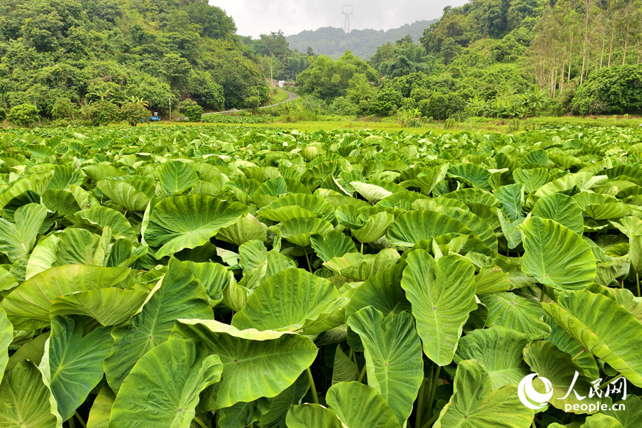 层层叠叠的芋叶铺展成无边绿浪。人民网记者 陈博摄