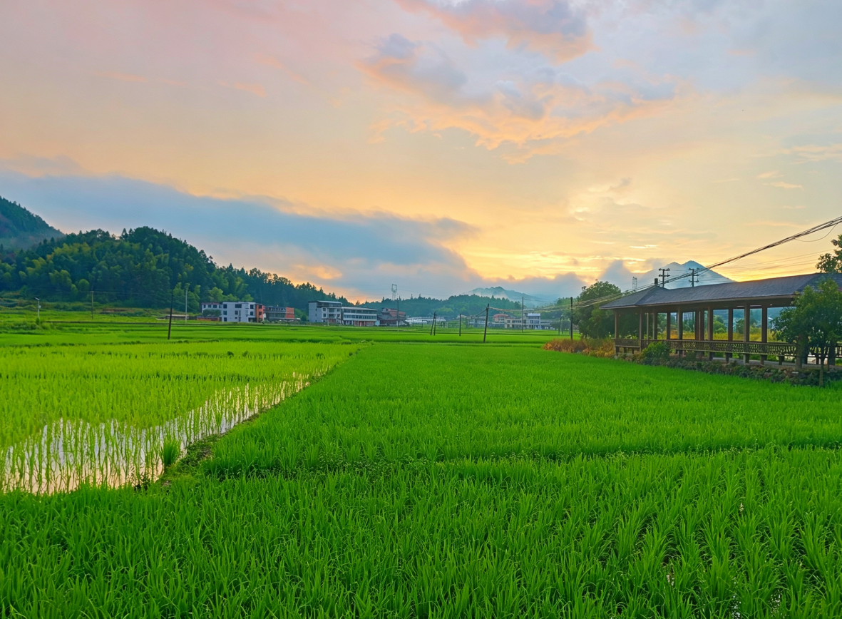 田园山野满是鲜活的夏日生机