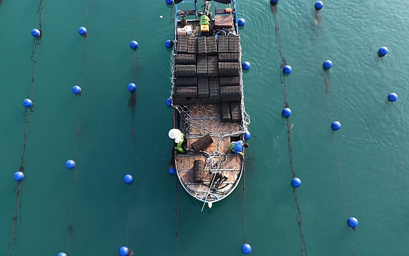 “鲍”单啦！霞浦这片“海上牧场”迎丰收