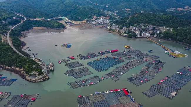 航拍霞浦“海上牧场”。谢玲雄摄