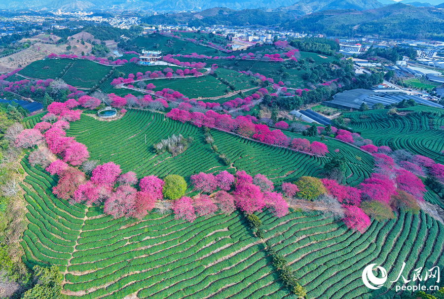 谢东庆打造的台品樱花茶园升级成为文旅胜地,蹚出一条茶旅共生的新路子。人民网记者 李昌乾摄