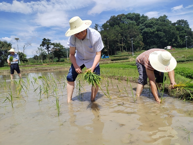 在认领的农田现场，大家撸起裤脚、手持秧苗、躬身插秧。