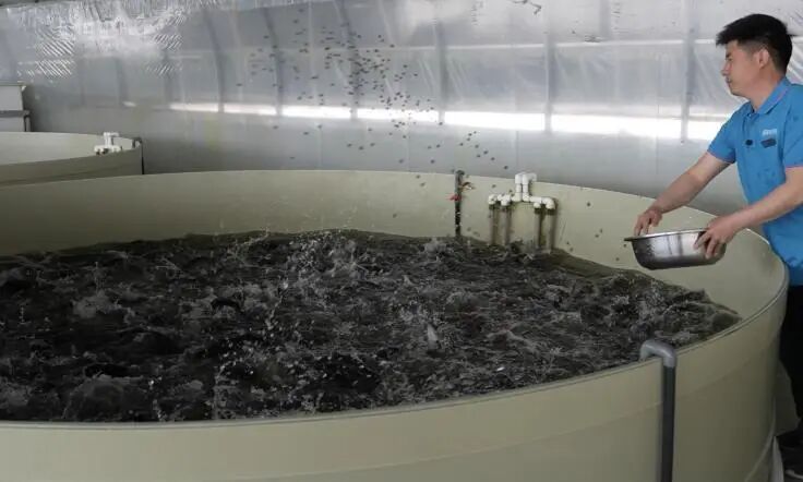 贺兰县蓝湾生态基地技术员张自鹏在喂鱼