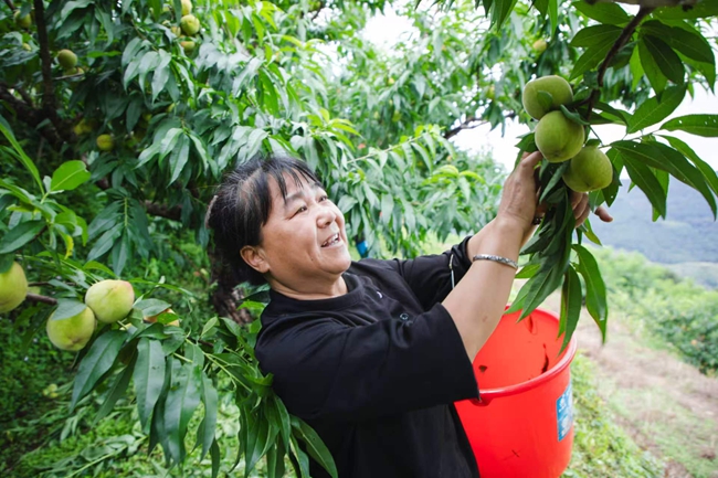 采摘水蜜桃