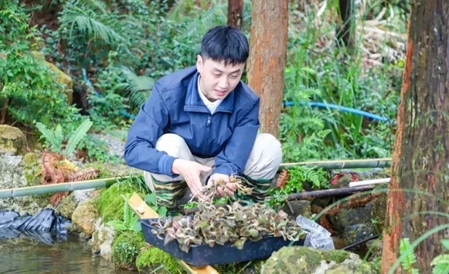 咸村镇上坂村立体林下种植基地内,村党支部书记林燚炜在清洗金线莲。陆淑华摄