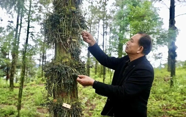 福建九节侠生态农业有限公司基地内,负责人李余林正在查看铁皮石斛。汤烨摄