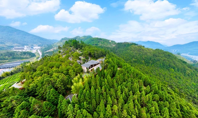 后洋村黄振芳家庭林场。陈义冰摄