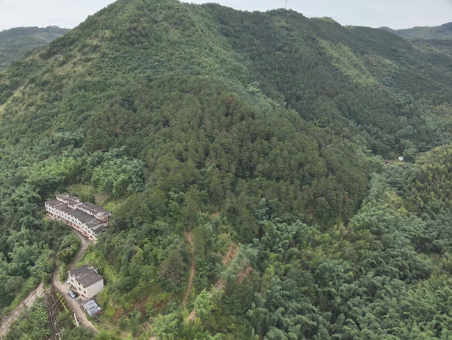 位于南平西芹教学林场占地200亩的松材线虫病高效绿色防控技术示范点