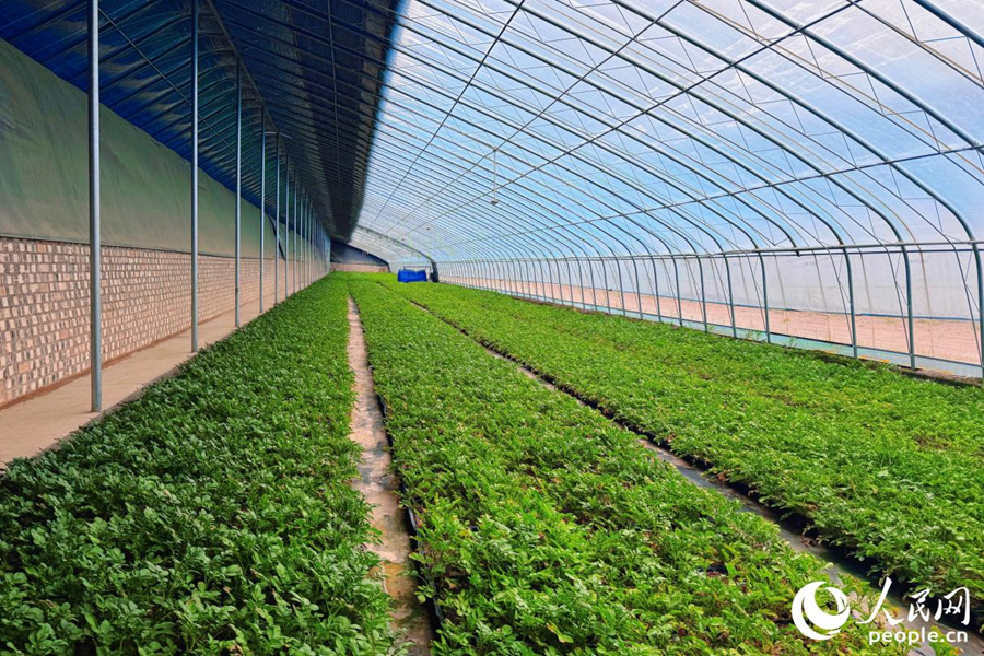 位于宁夏固原市西吉县的马铃薯种植园。人民网记者 李唯一摄