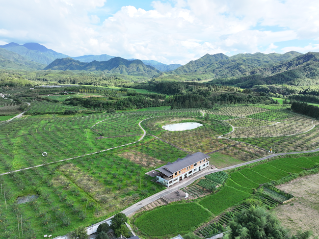 管蜜村千亩生态梨园。陈欢挥摄