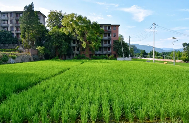 水稻田