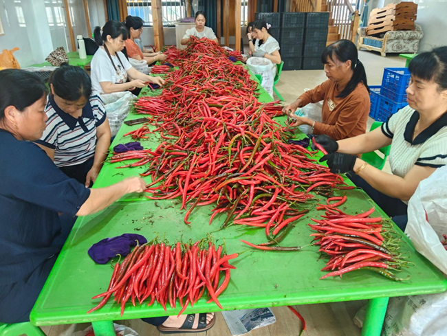 宝岛美人椒迎来丰收，农户对鲜椒分拣打包，快速投放市场销售。福建上台红农业综合开发有限公司供图
