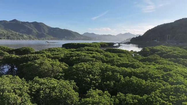 霞浦红树林