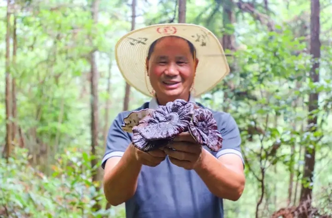 周宁县后洋村村民黄传融展示林下种植的紫灵芝。陆淑华摄