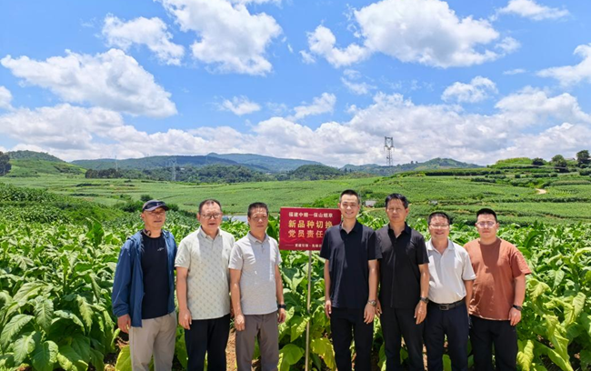 党员走进云南保山隆阳“党员责任田”