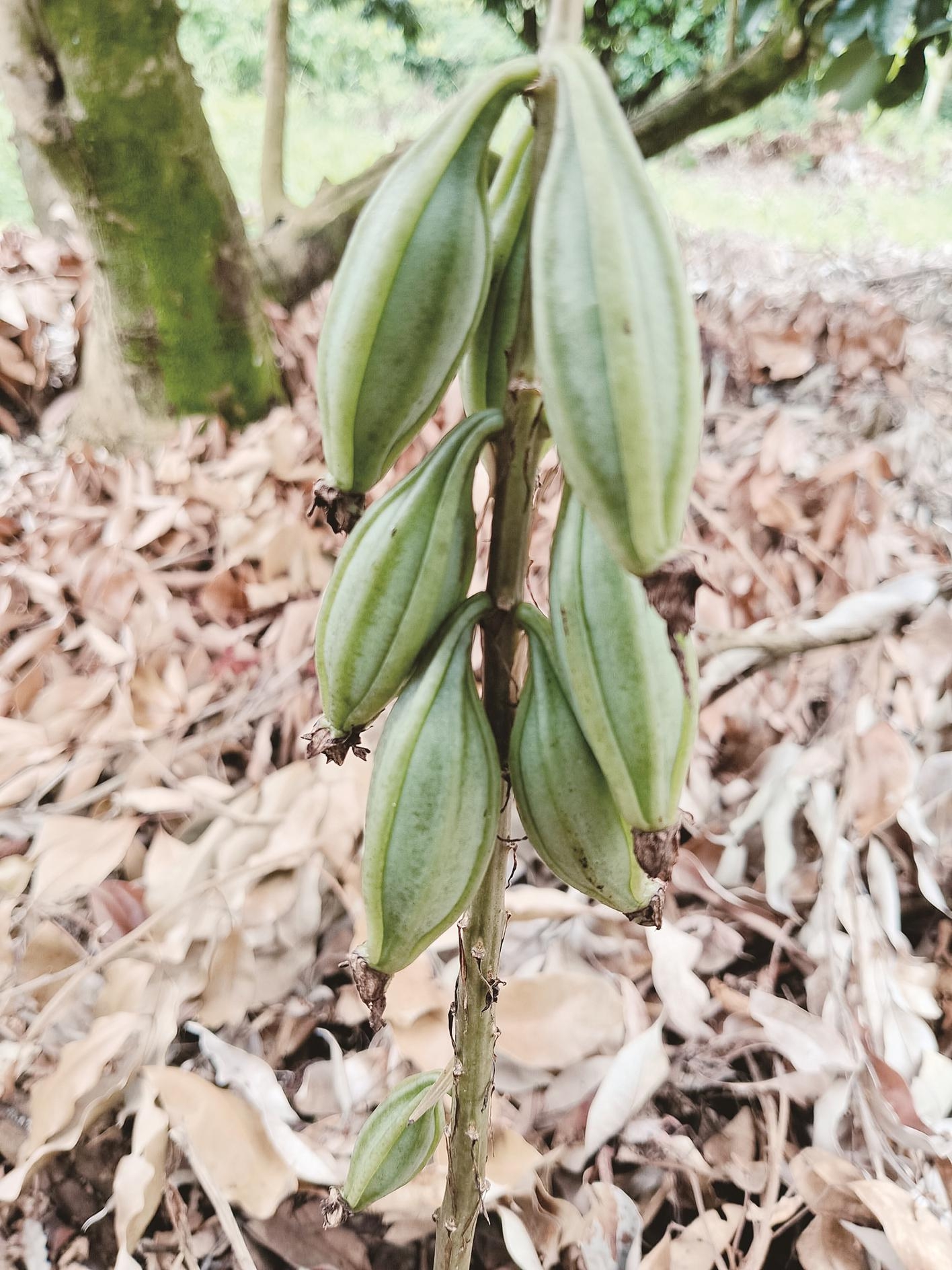 无叶美冠兰挂果