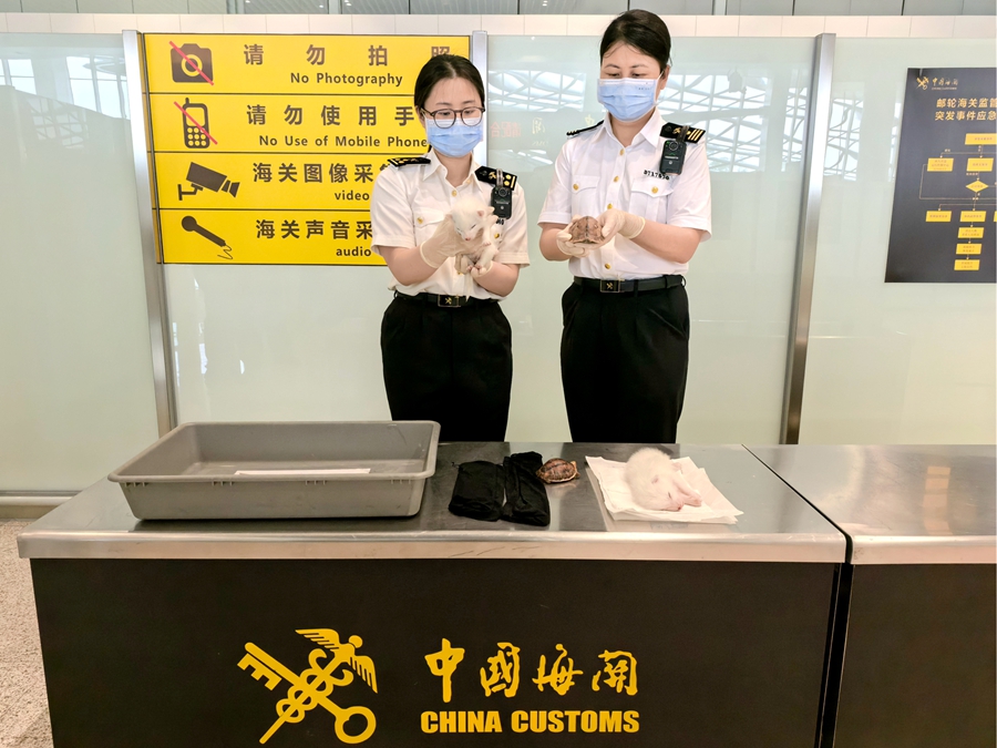 厦门海关查获的赤狐、布氏闭壳龟。厦门海关供图