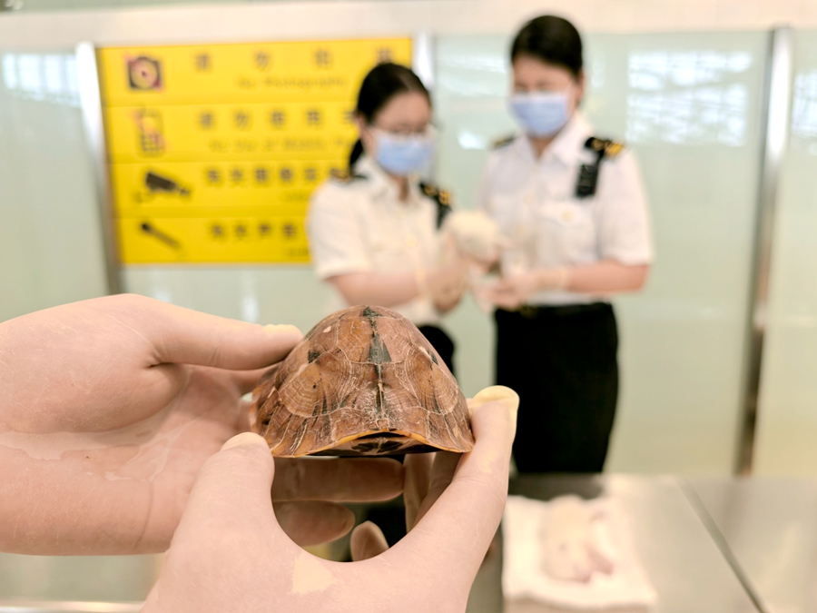 查获的布氏闭壳龟。厦门海关供图