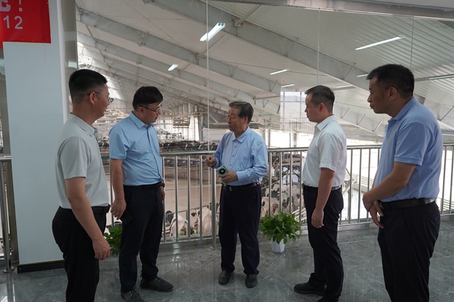 福建农林大学教授、国家菌草工程技术研究中心首席科学家林占熺、呼图壁县和福建援建龙岩、宁德分指领导在新疆润泰达农牧发展有限公司调研巨菌草饲喂情况。
