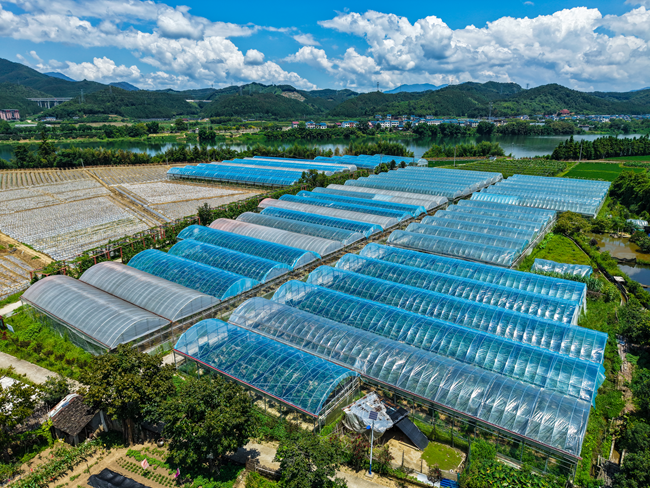 无花果种植基地。朱城铖摄