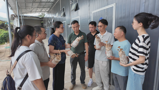 福建省食用菌技术推广总站专家与科研团队在现场进行交流