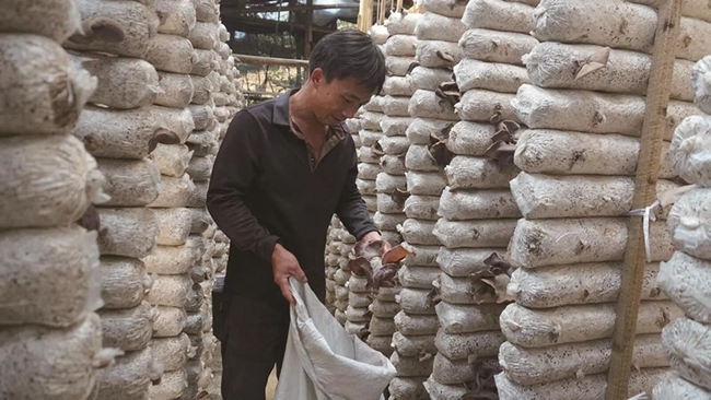 茶山村农户在采收毛木耳