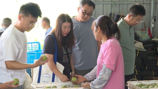 与会人员实地参观油柰采后处理流程