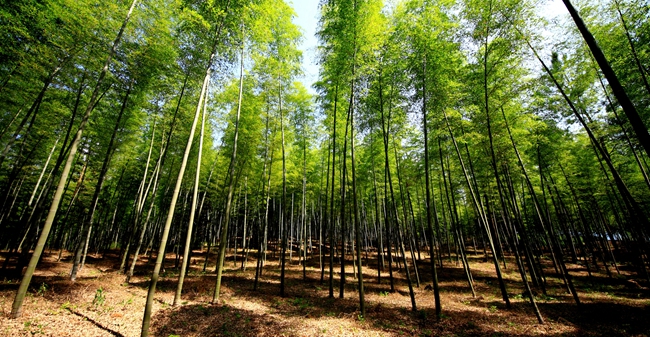 福建南平市竹林。章盛德摄