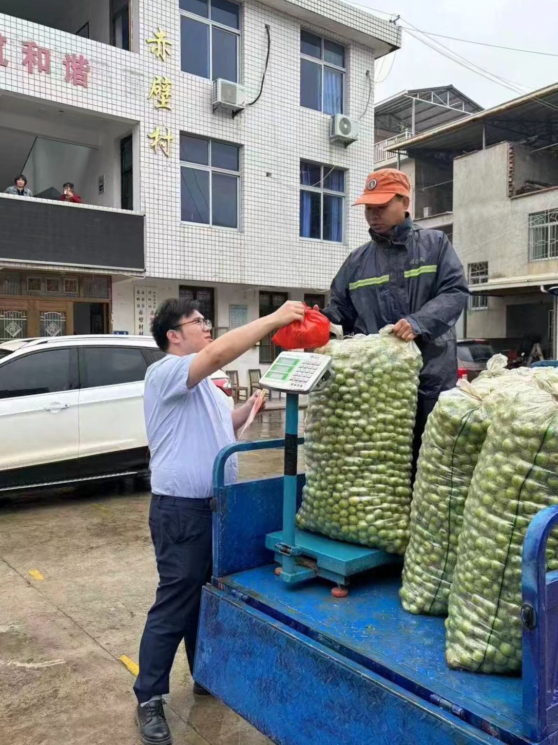 永泰农信联社金融助理协助开展青梅收购